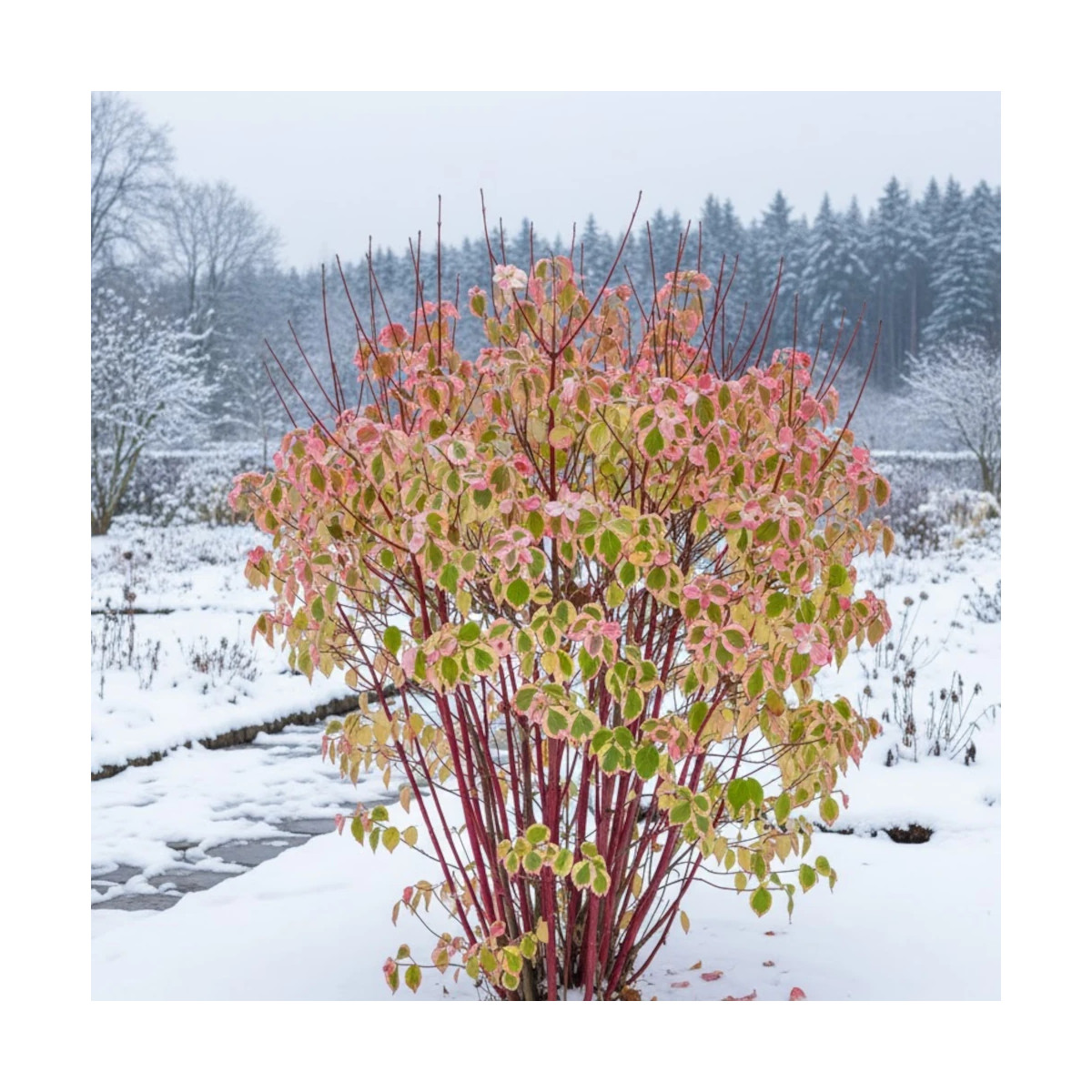 Cornouiller blanc Gauchaultii, Cornus