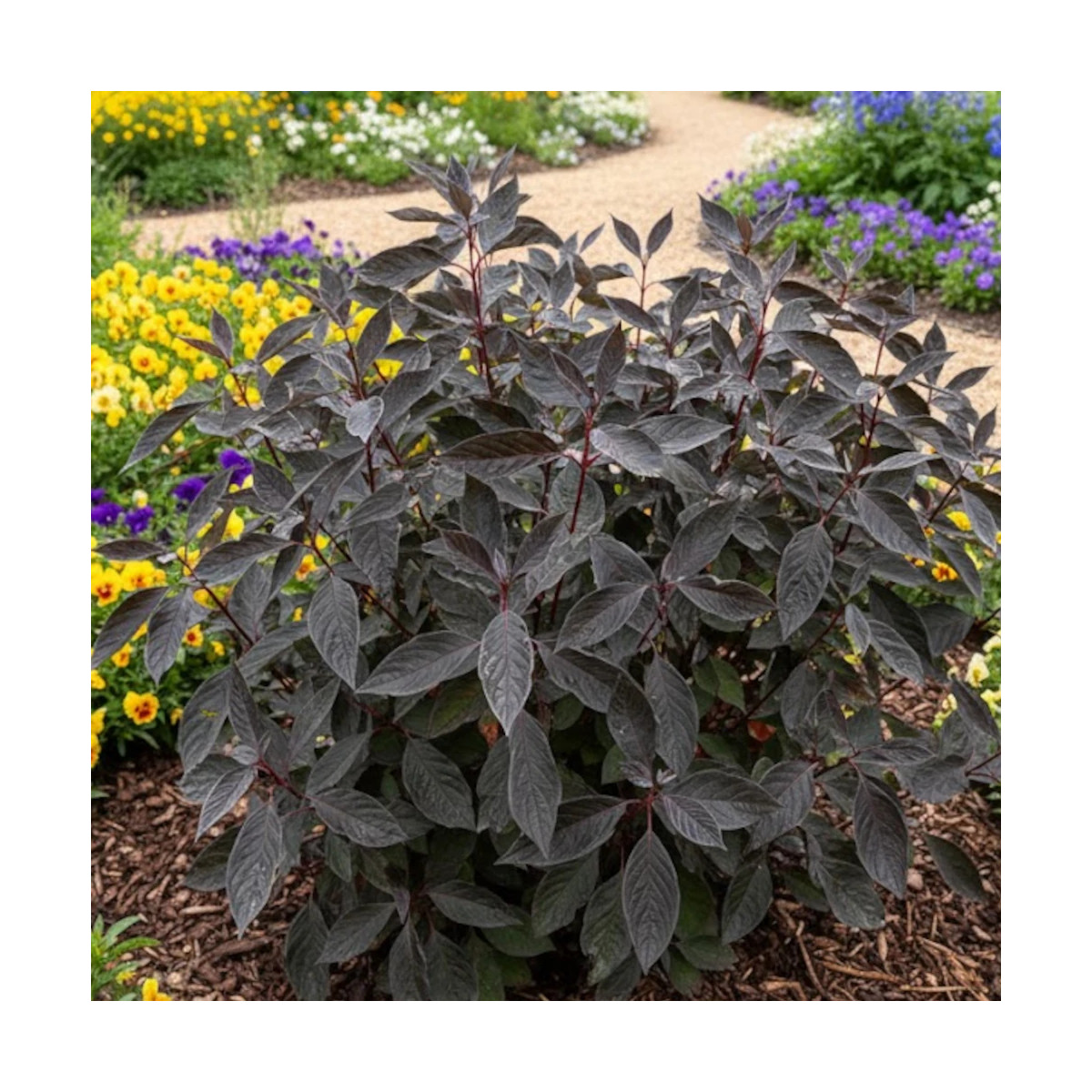 Cornouiller blanc Nightfall® 'Verpaalen3', Cornus