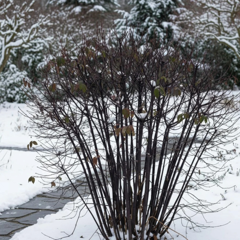 Cornouiller blanc Nightfall® 'Verpaalen3', Cornus
