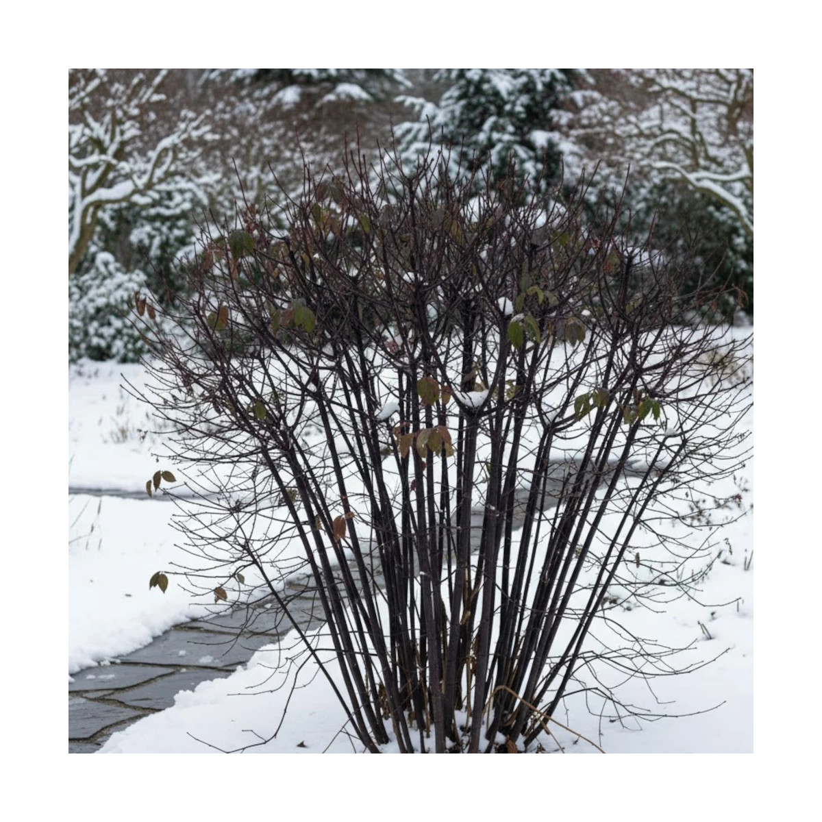 Cornouiller blanc Nightfall® 'Verpaalen3', Cornus