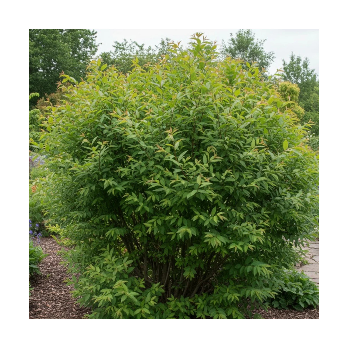 Cornouiller blanc Sibirica, Cornus