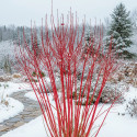 Cornouiller blanc Sibirica, Cornus