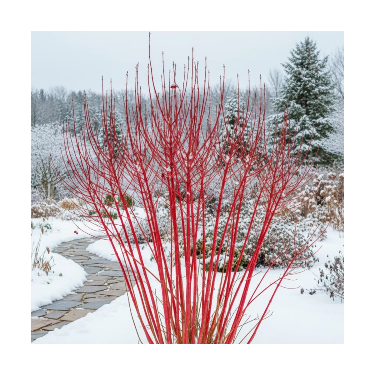 Cornouiller blanc Sibirica, Cornus