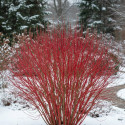 Cornouiller blanc, Cornus