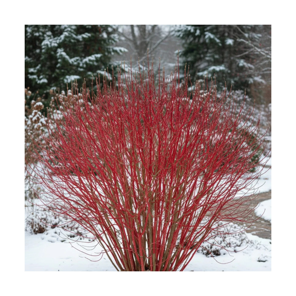 Cornouiller blanc, Cornus