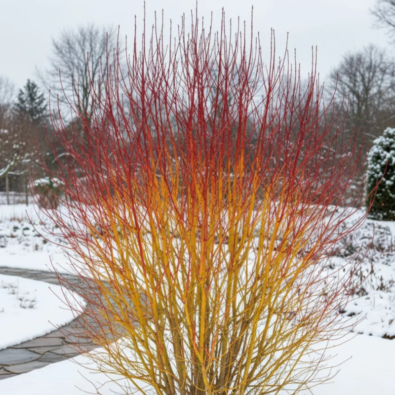 Cornouiller sanguin Midwinter Fire, Cornus
