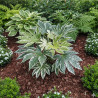 Fatsia  Spider\'s Web, Faux-Aralia du Japon