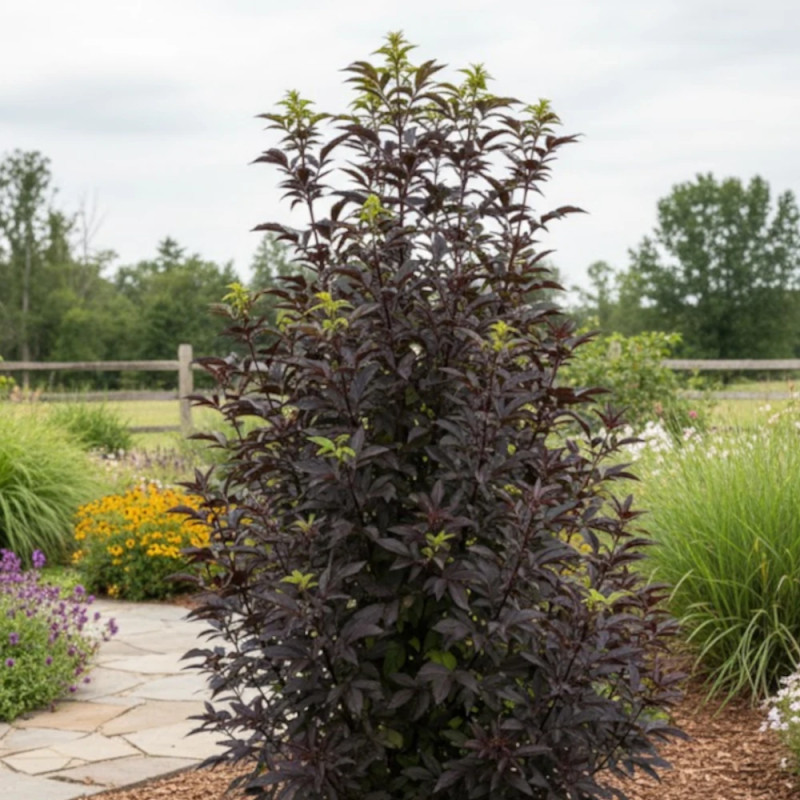 Sureau noir Black Tower® 'Eiffel1', Sambucus