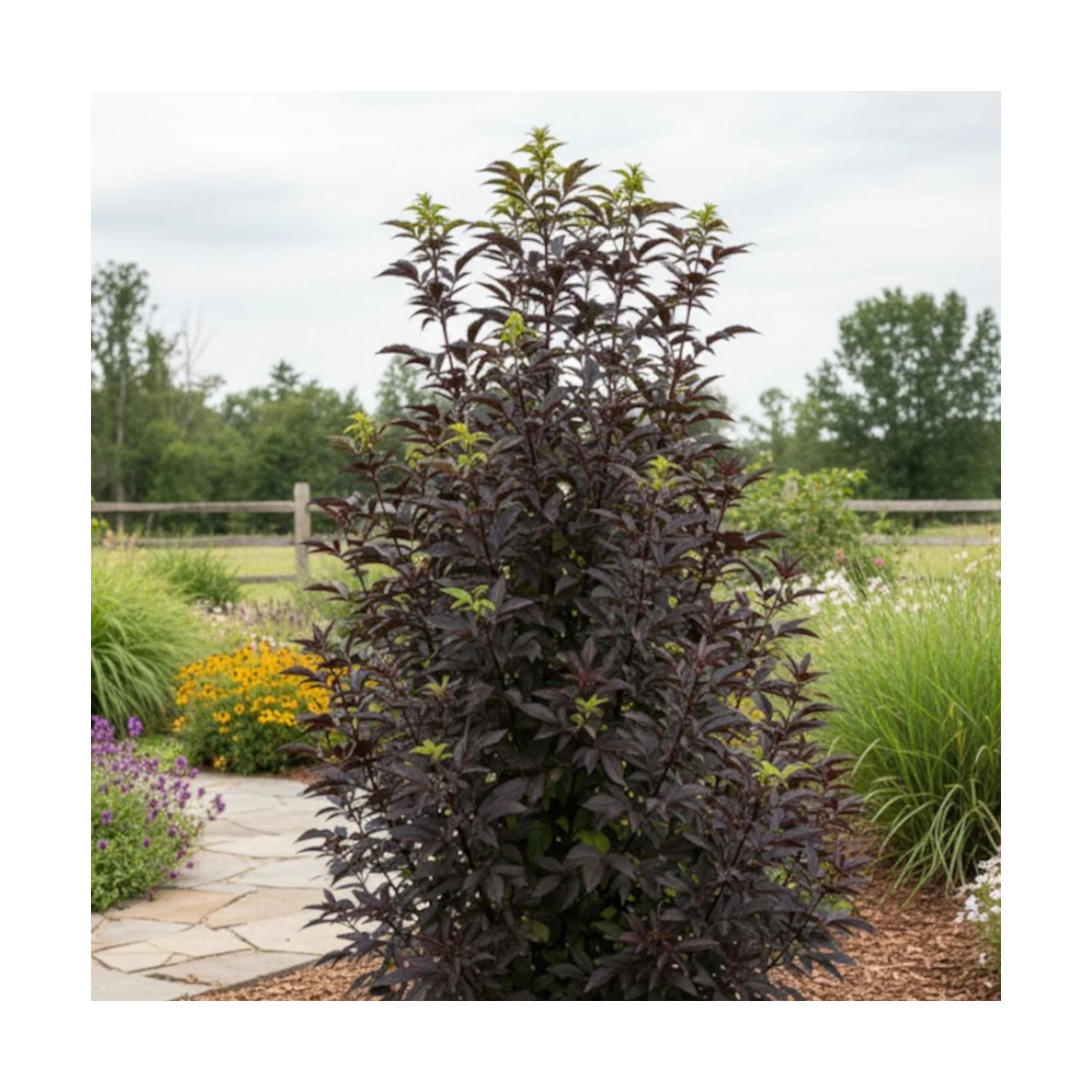 Sureau noir Black Tower® 'Eiffel1', Sambucus Sureau noir Black Tower® 'Eiffel1', Sambucus