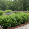 Troène du Texas, Ligustrum