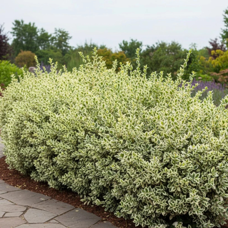 Troène du Japon Silver Star, Ligustrum