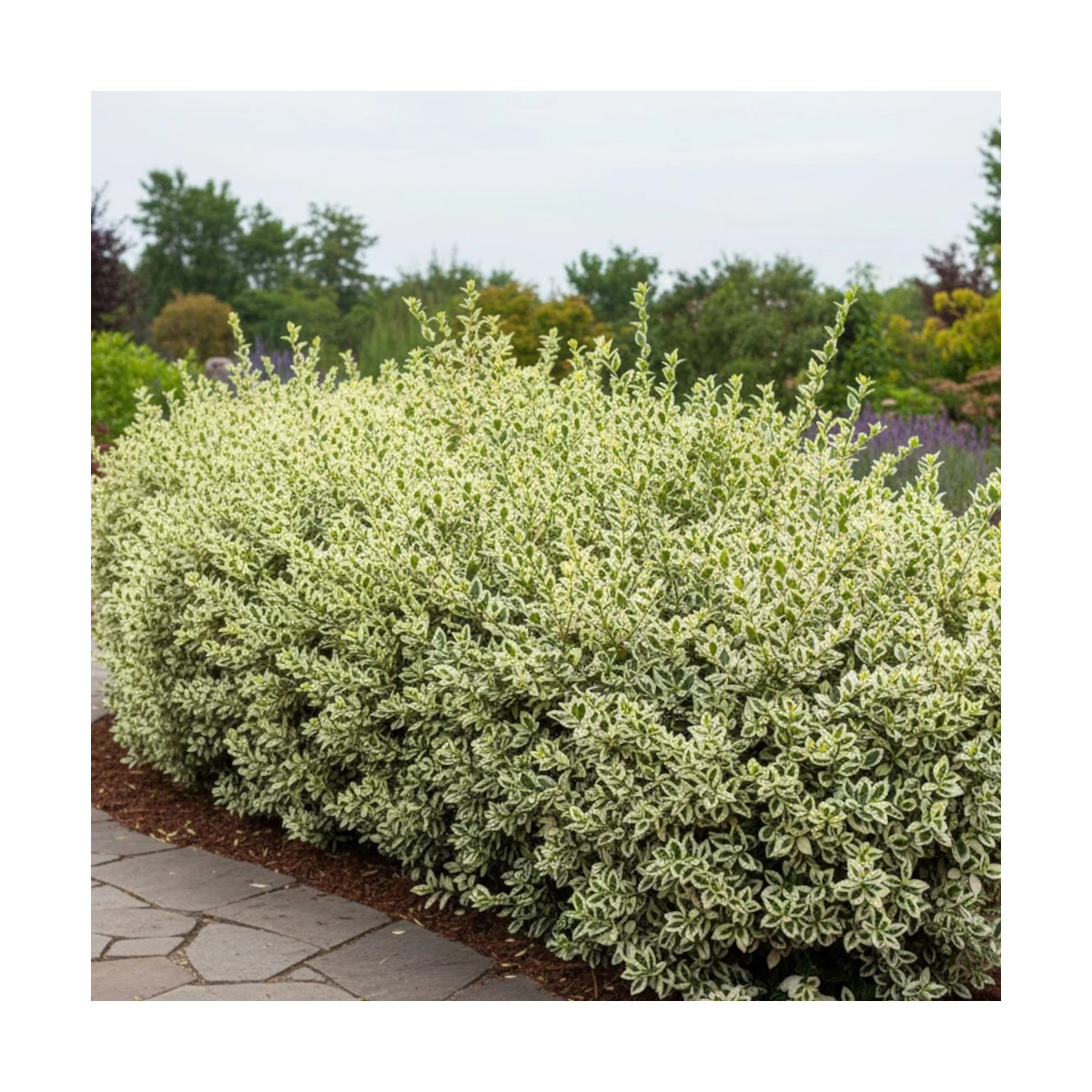 Troène du Japon Silver Star, Ligustrum