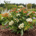 Viorne, Laurier Tin Gwenllian, Viburnum