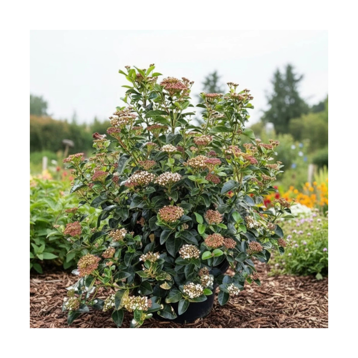Viorne, Laurier Tin, Viburnum