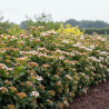 Viorne, Laurier Tin, Viburnum