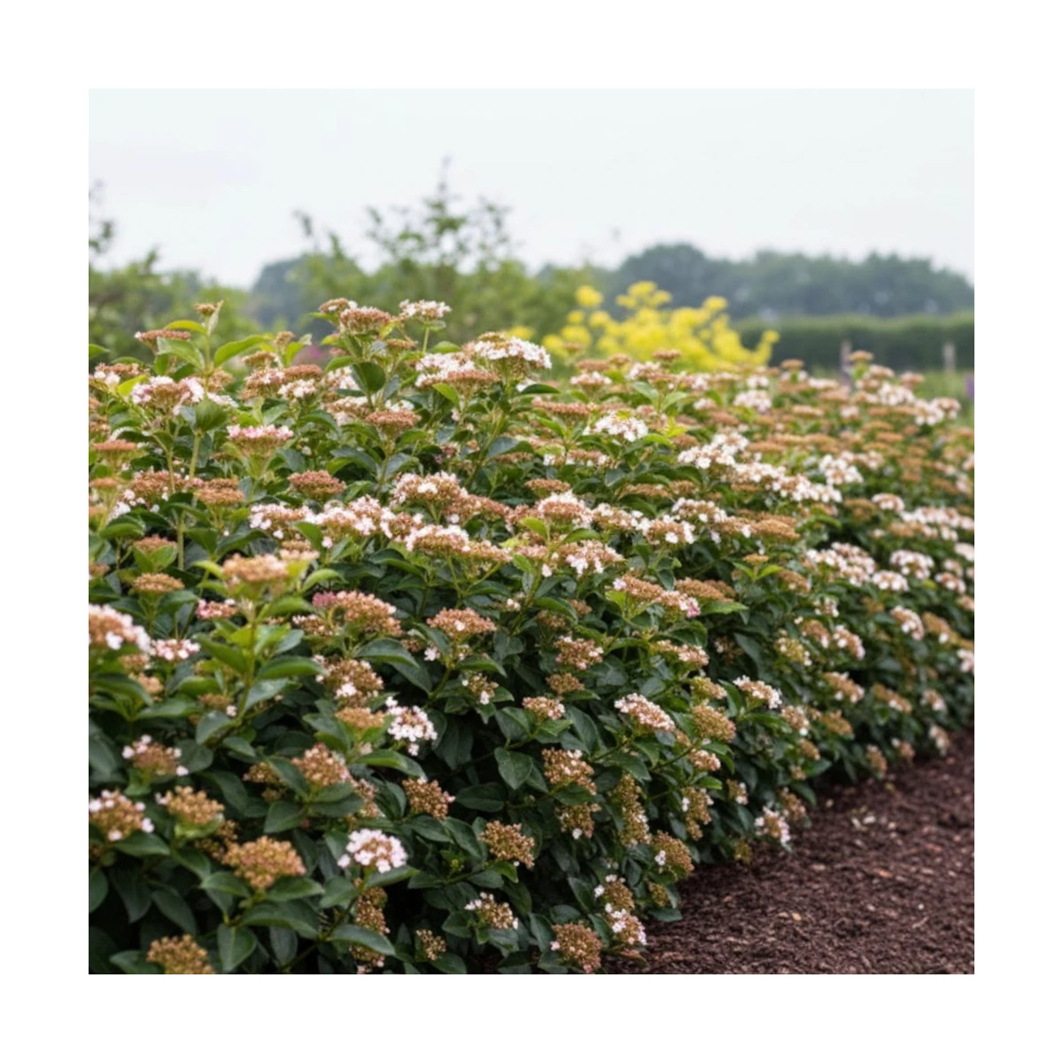 Viorne, Laurier Tin, Viburnum