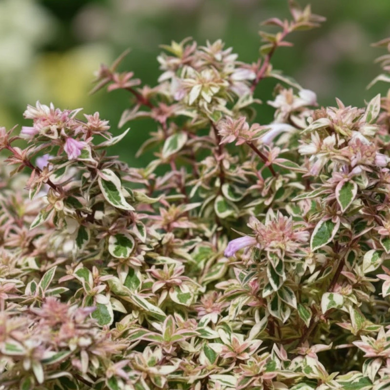 Abelia Pink Lady® 'KEYLAD' - SILENCE, ça pousse !, Abélia à grandes fleurs