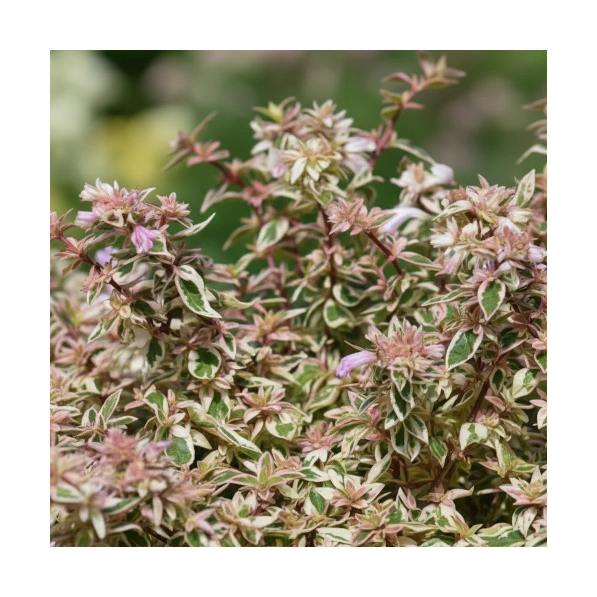 Arbuste décoratif Abelia x grandiflora Pink Lady en pot pour jardin