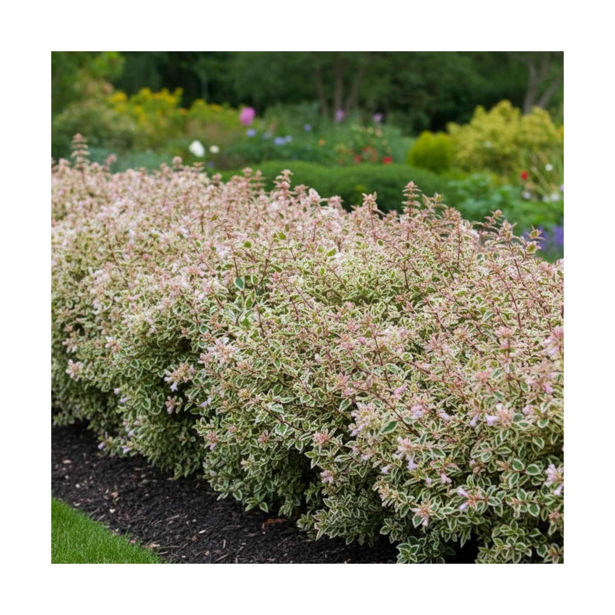 Abelia grandiflora Pink Lady arbuste persistant pour haie fleurie
