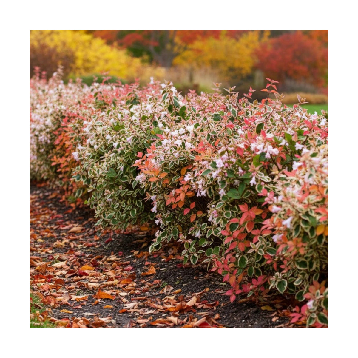 Feuillage luisant et fleurs en clochettes de l'Abelia Pink Lady KEYLAD
