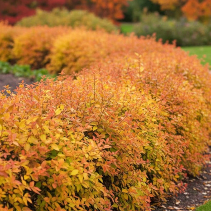 Abelia Caramel Charm® 'Minacara1' - SILENCE, ça pousse !, Abélia à grandes fleurs