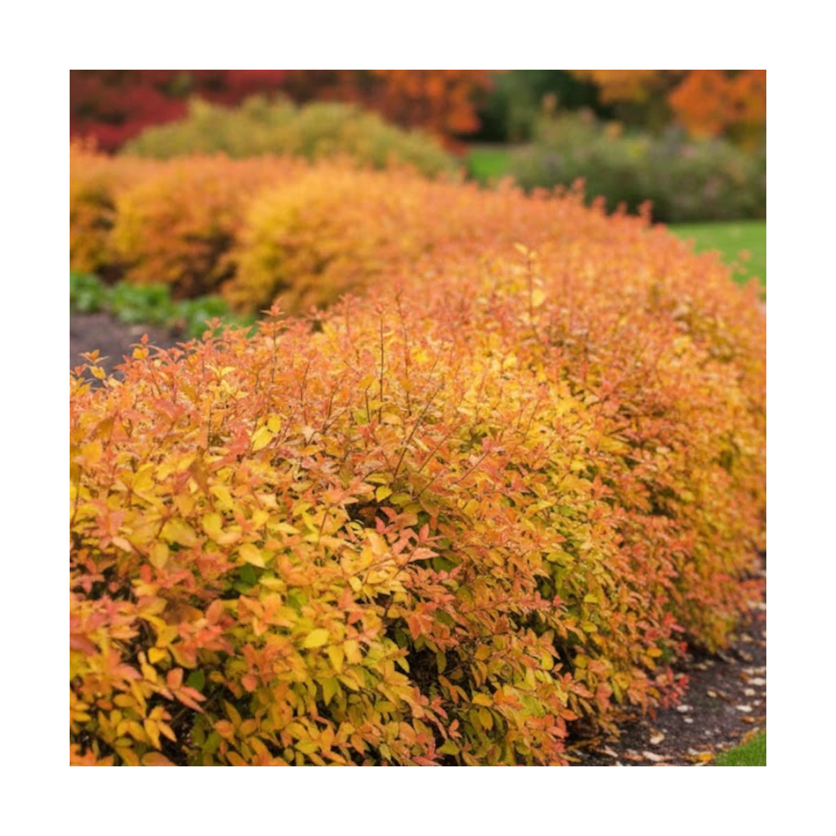 Feuillage bronze et doré de l'Abelia x grandiflora Caramel Charm
