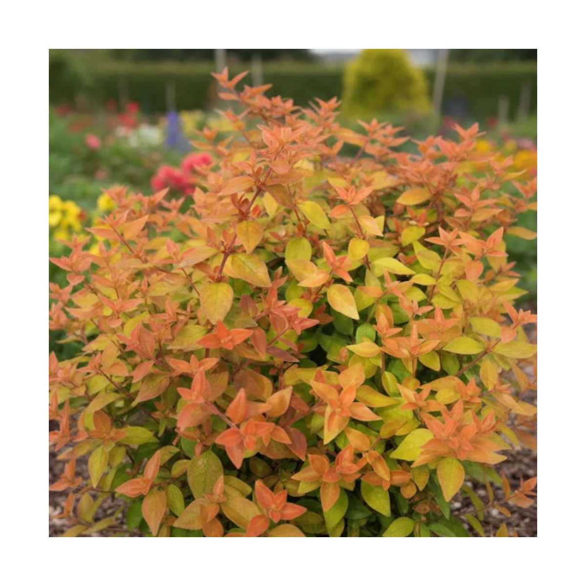 Arbuste Abelia Caramel Charm collection Silence ça pousse Plantes Avenue