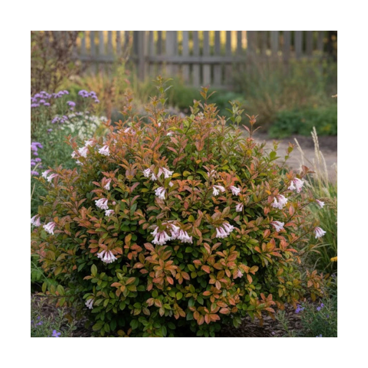 Floraison estivale blanche parfumée Abelia Caramel Charm Minacara1
