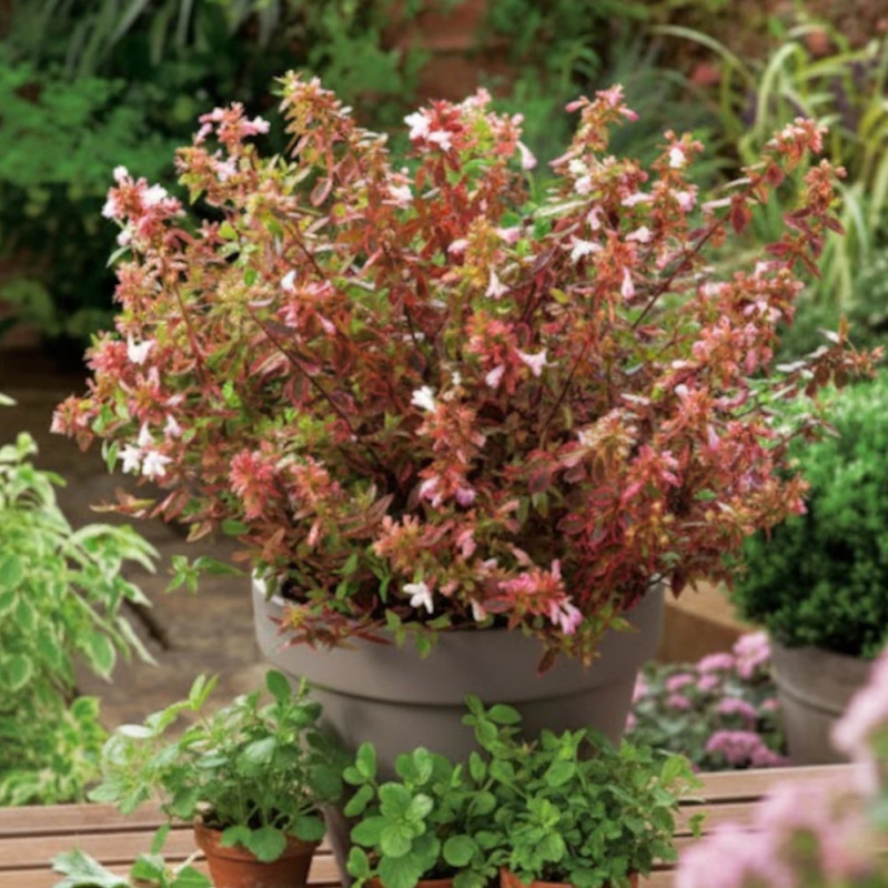 Abélia à grandes fleurs Caramel Charm arbuste décoratif pot ou jardin