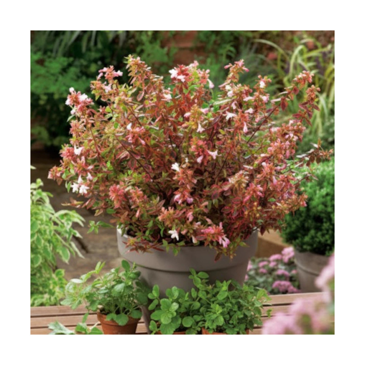 Abélia à grandes fleurs Caramel Charm arbuste décoratif pot ou jardin