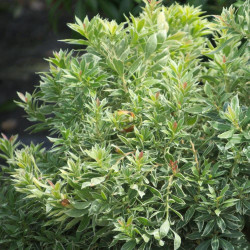 Andromède du Japon japonica Little Heath
