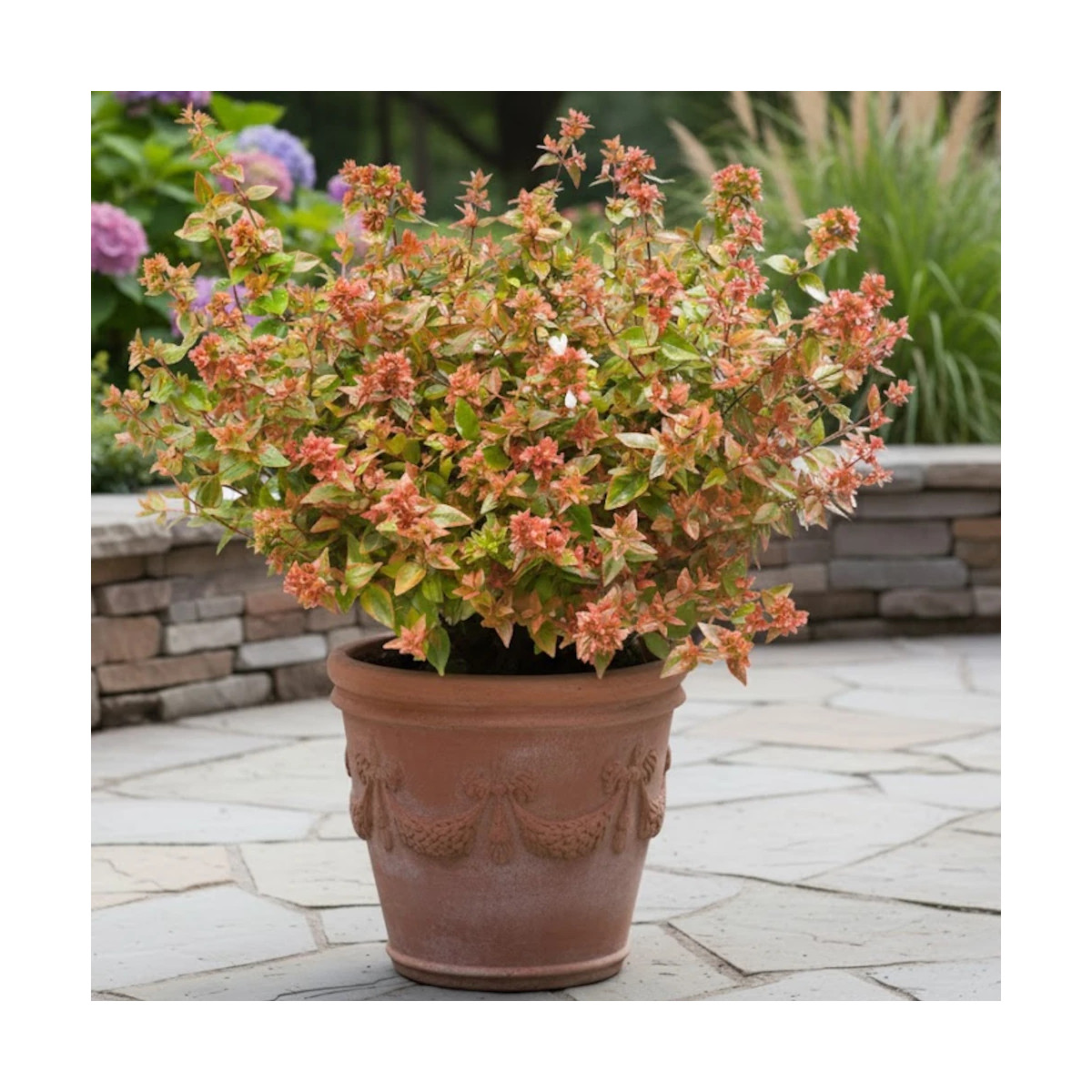 Abelia x grandiflora Mystic Daydream Opstal40 en pot, arbuste persistant fleuri Abelia x grandiflora Mystic Daydream Opstal40 en pot, arbuste persistant fleuri
