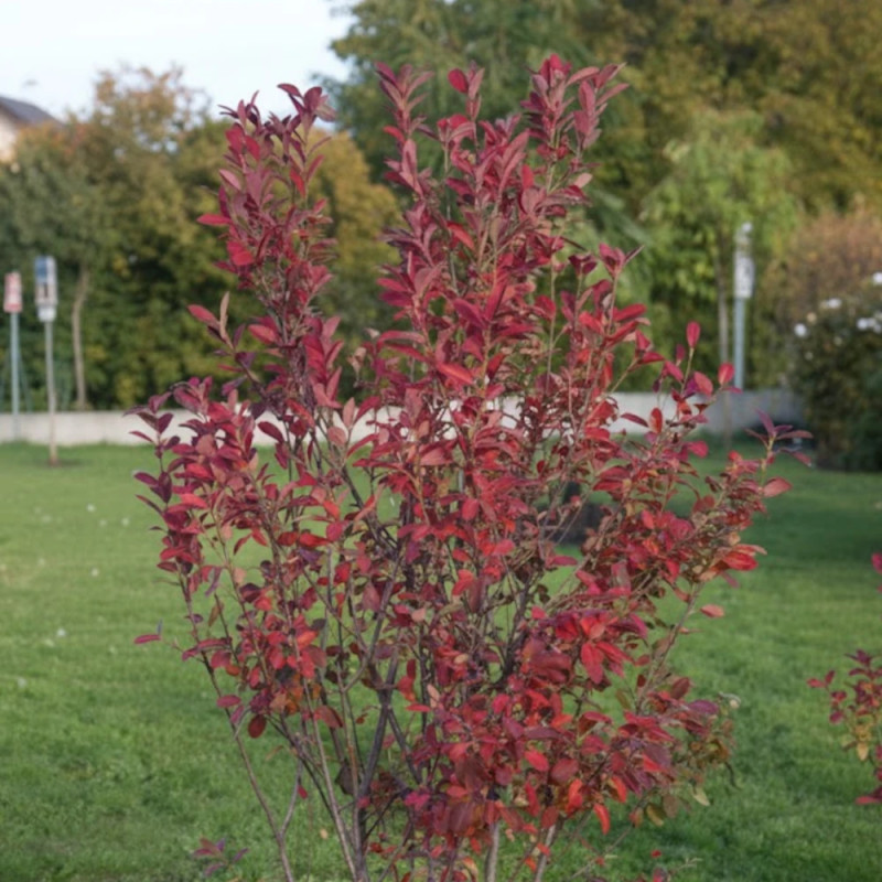Amélanchier du Canada,Glenform (Rainbow Pillar®), Amelanchier canadensis