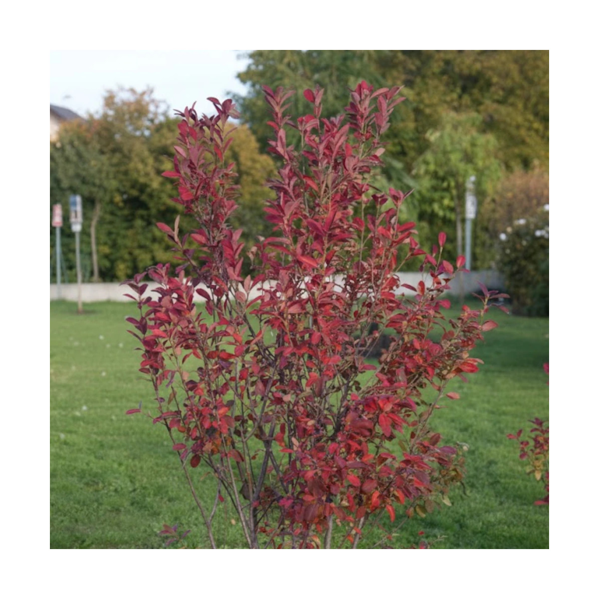Feuillage d'automne flamboyant aux tons rouges de l'Amelanchier canadensis Glenform