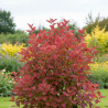 Amélanchier du Canada October Flame® - SILENCE, ça pousse !, Amelanchier canadensis