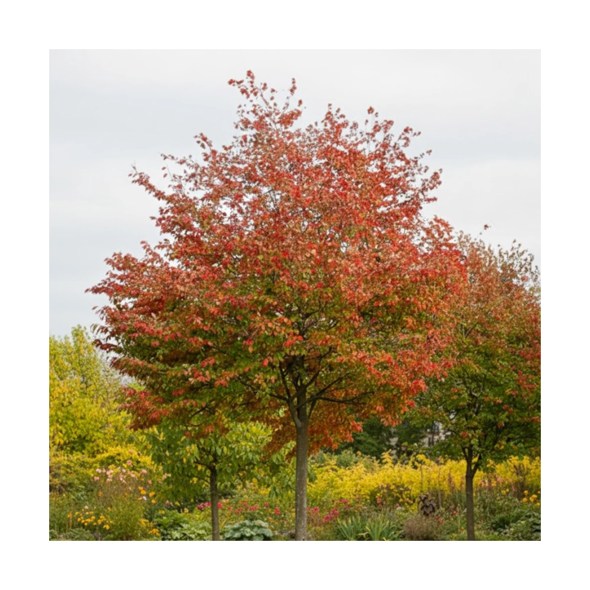 Amélanchier canadensis October Flame arbuste décoratif de la gamme SILENCE ça pousse