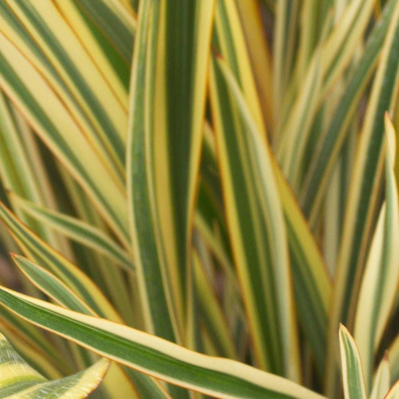 Lin de Nouvelle-Zélande Golden Ray, Phormium