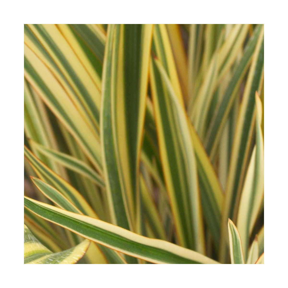 Lin de Nouvelle-Zélande Golden Ray, Phormium Lin de Nouvelle-Zélande Golden Ray, Phormium