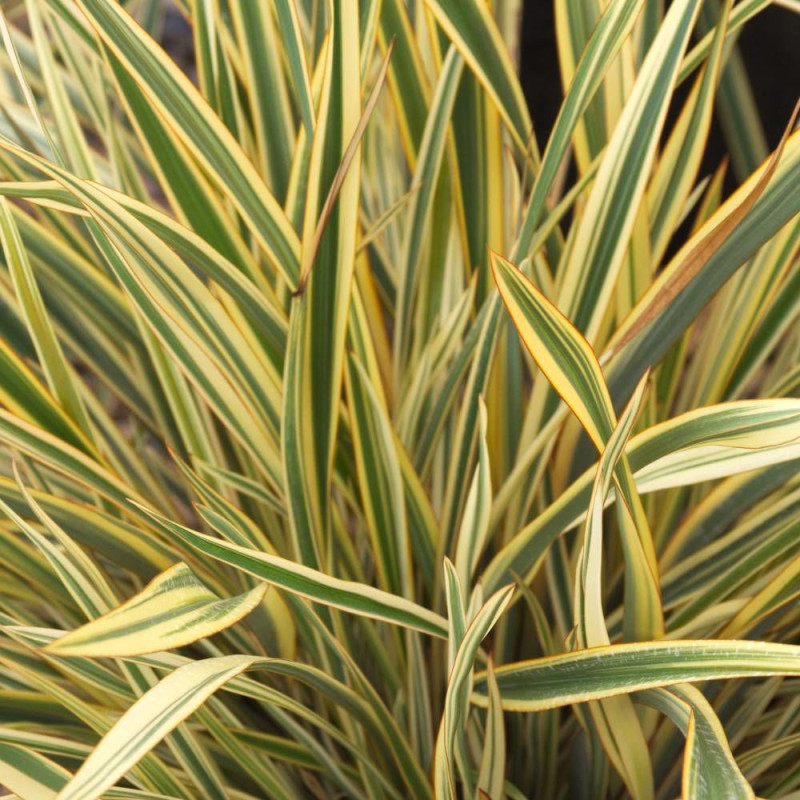 Lin de Nouvelle-Zélande Golden Ray, Phormium