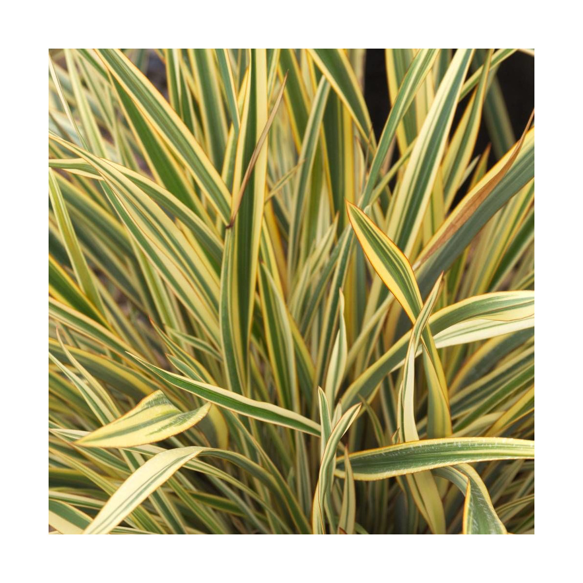 Lin de Nouvelle-Zélande Golden Ray, Phormium Lin de Nouvelle-Zélande Golden Ray, Phormium