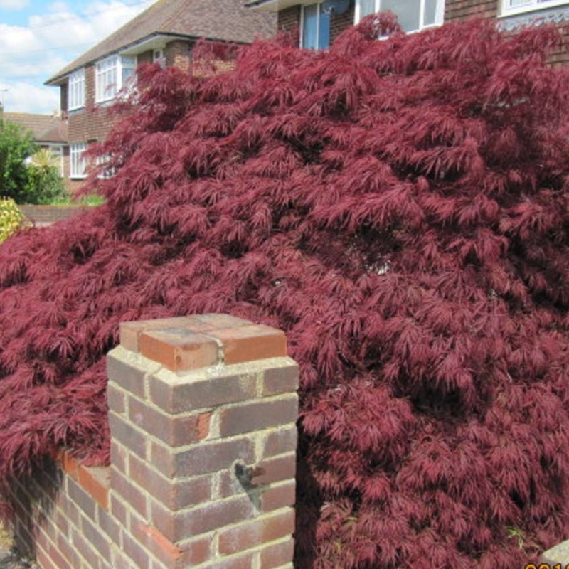 Érable du Japon Dissectum Viridis, Acer palmatum