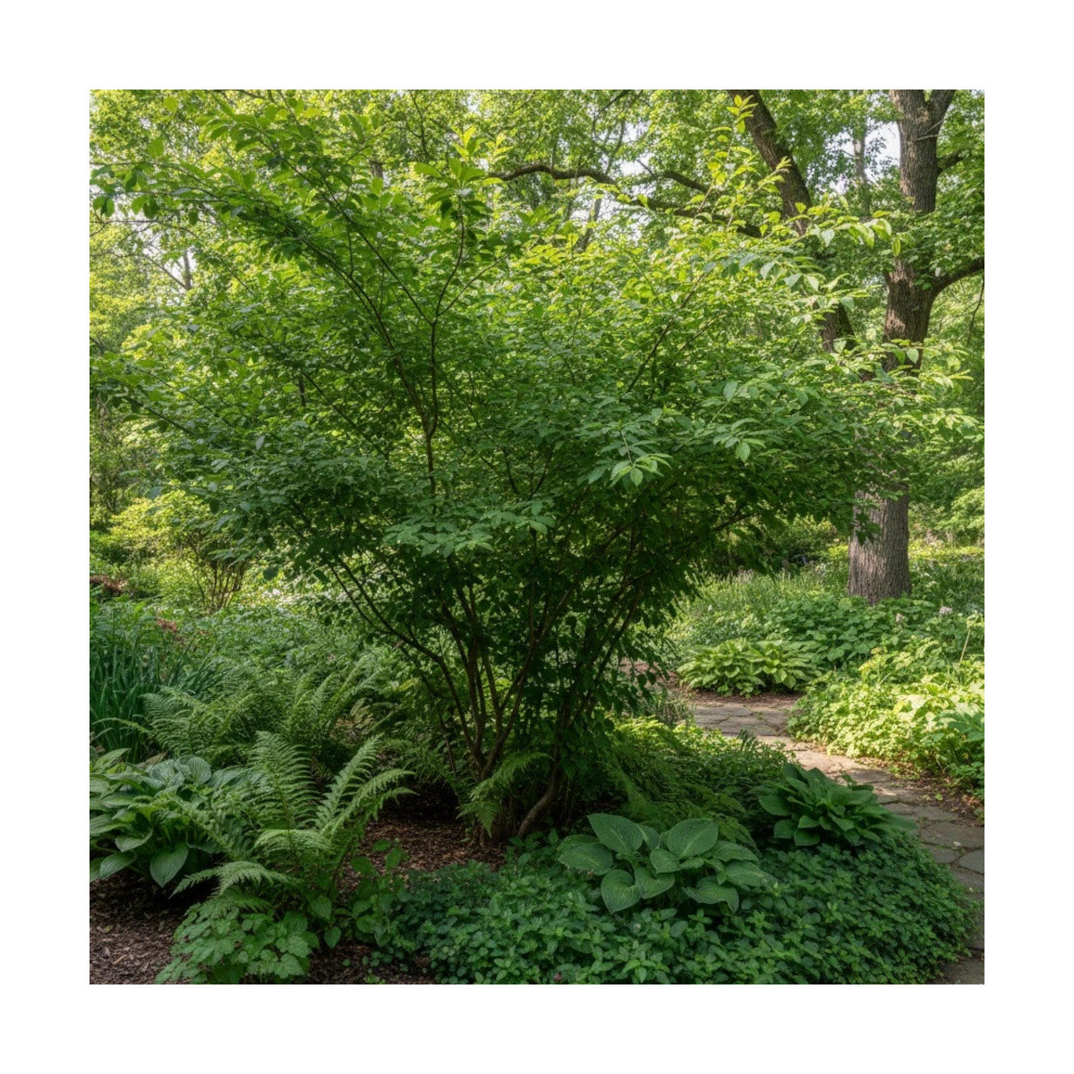 Amélanchier du canada Glenform, Amelanchier canadensis