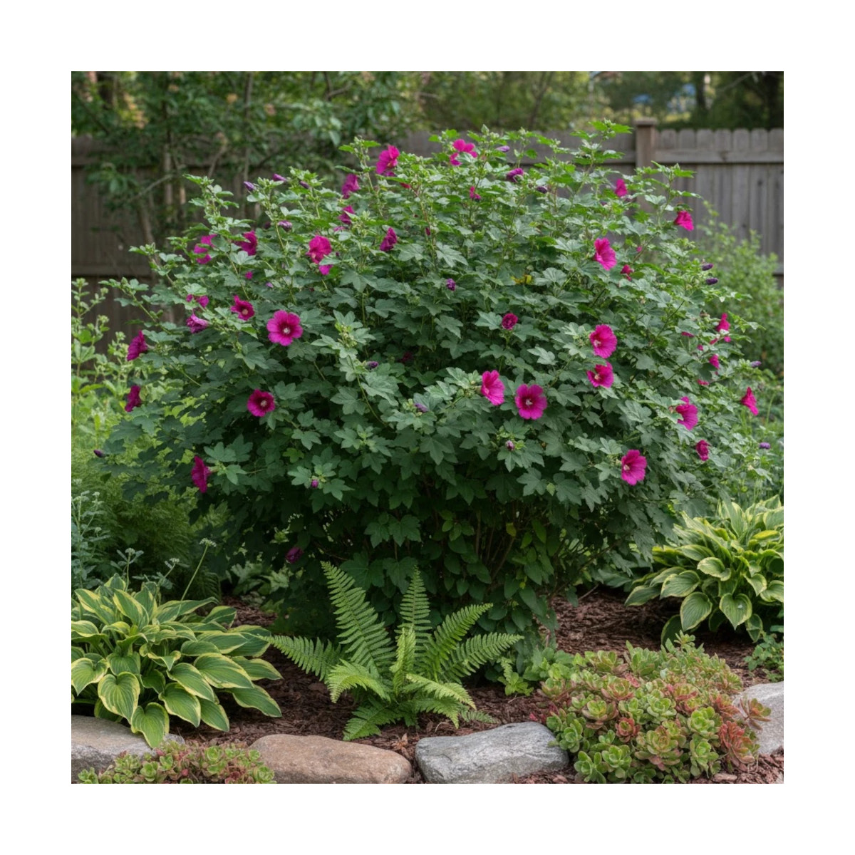 Floraison abondante de l'Anisodontea Large Magenta en plein été