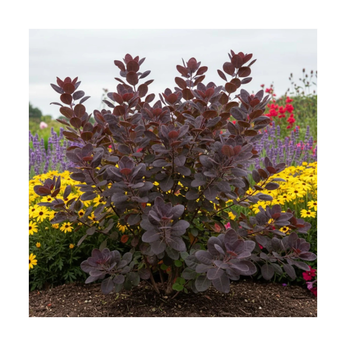 Cotinus Dusky Maiden arbuste d’ornement pour jardin et massif Cotinus Dusky Maiden arbuste d’ornement pour jardin et massif
