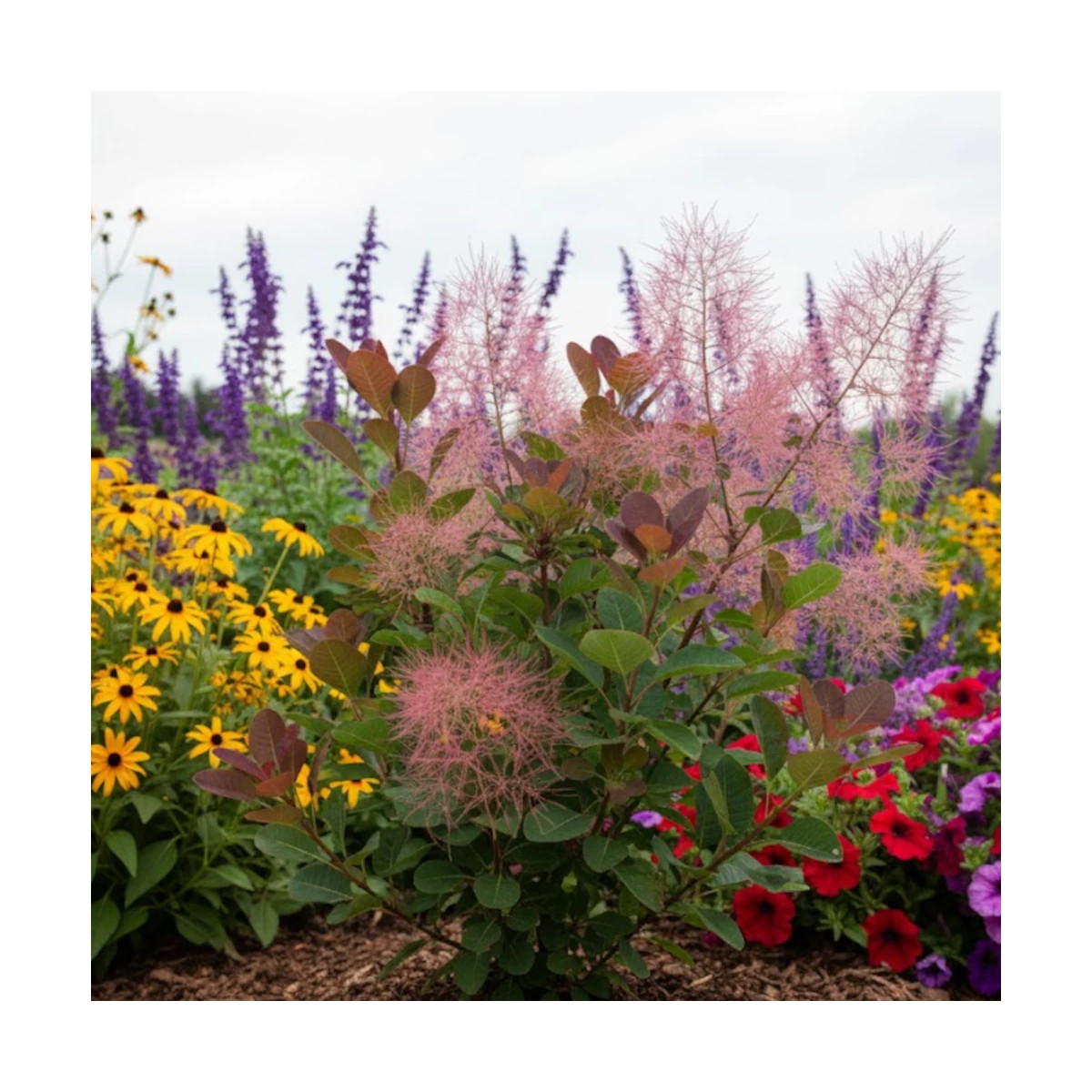 Massif d'arbustes avec Cotinus Smokey Joe au feuillage caduc