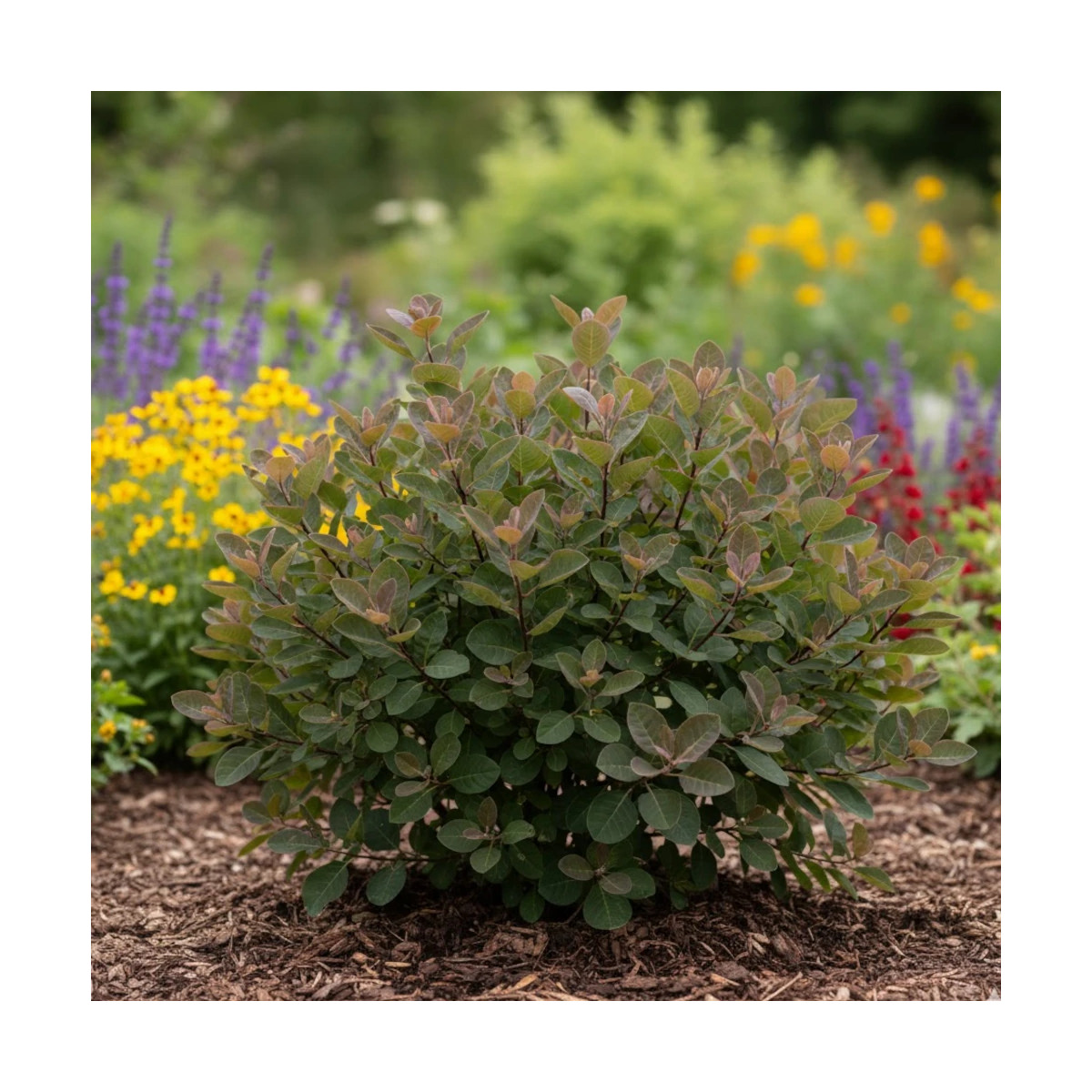 Cotinus coggygria Young Lady arbuste rustique de jardin Cotinus coggygria Young Lady arbuste rustique de jardin