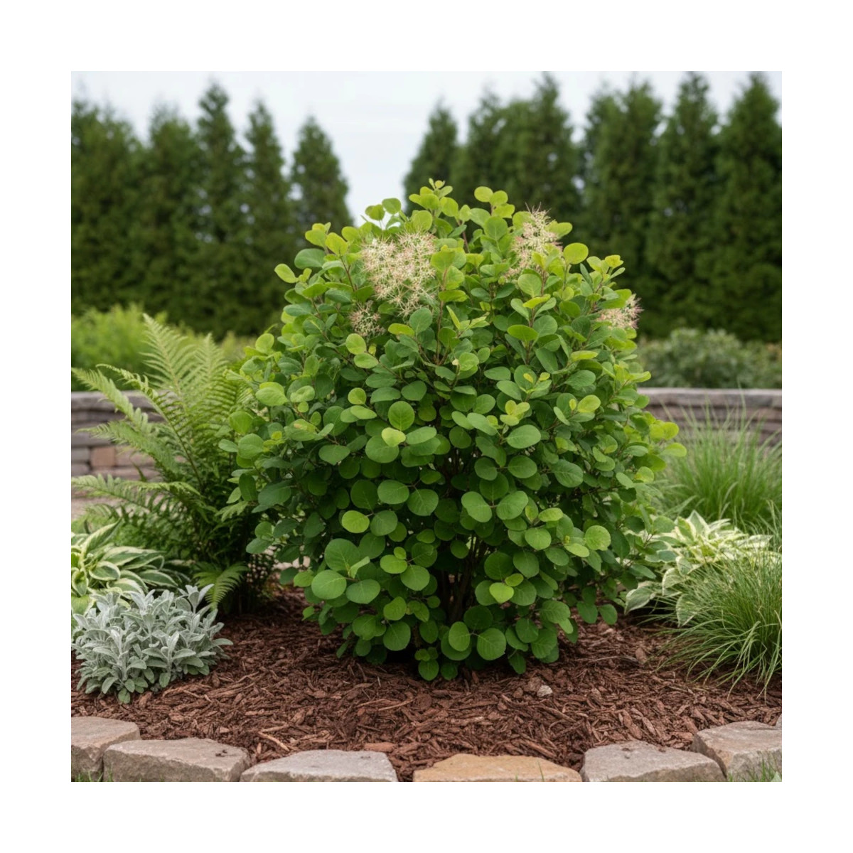 Cotinus Young Lady couleurs d'automne feuillage flamboyant Cotinus Young Lady couleurs d'automne feuillage flamboyant