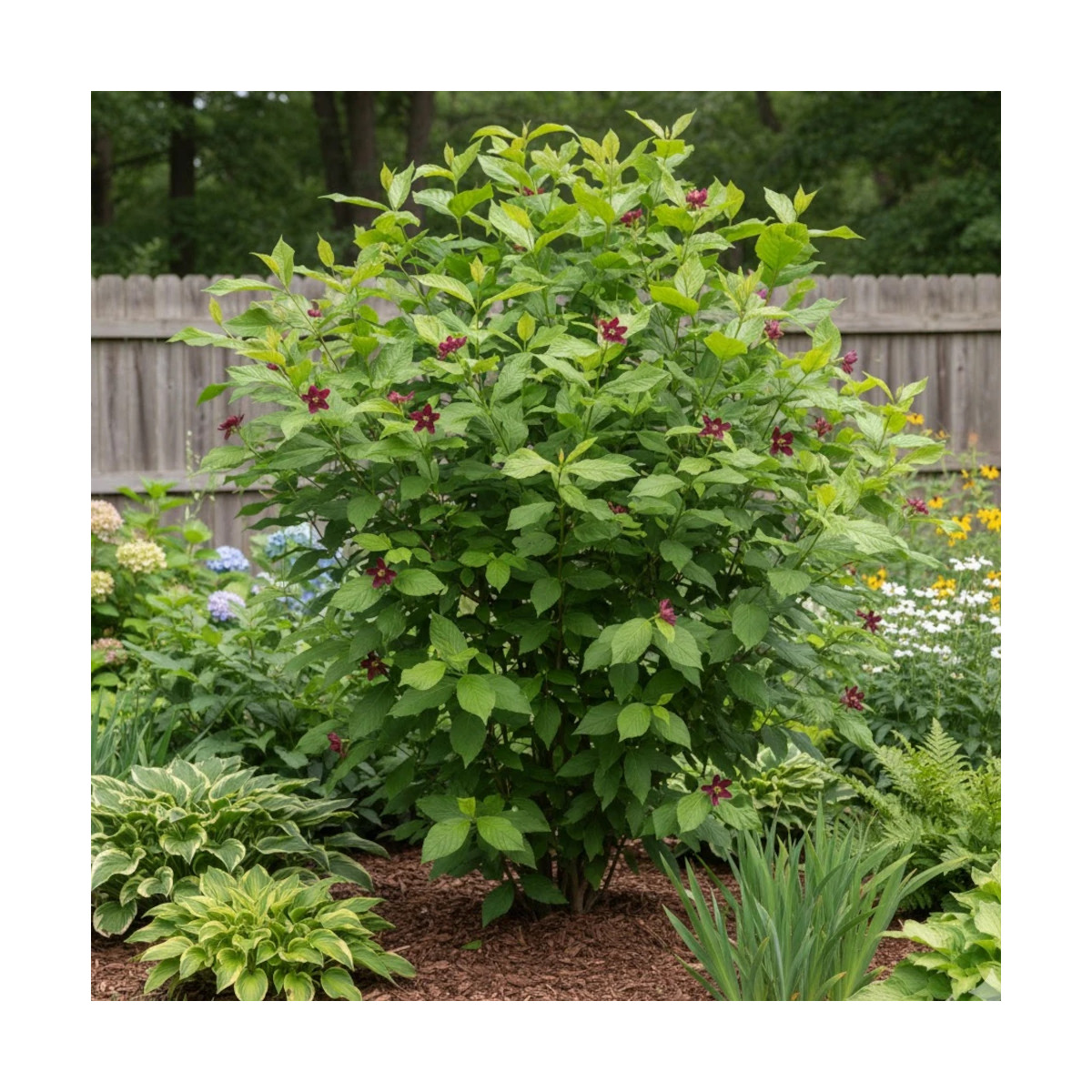 Arbre aux anémones - SILENCE, ça pousse !, Calycanthus