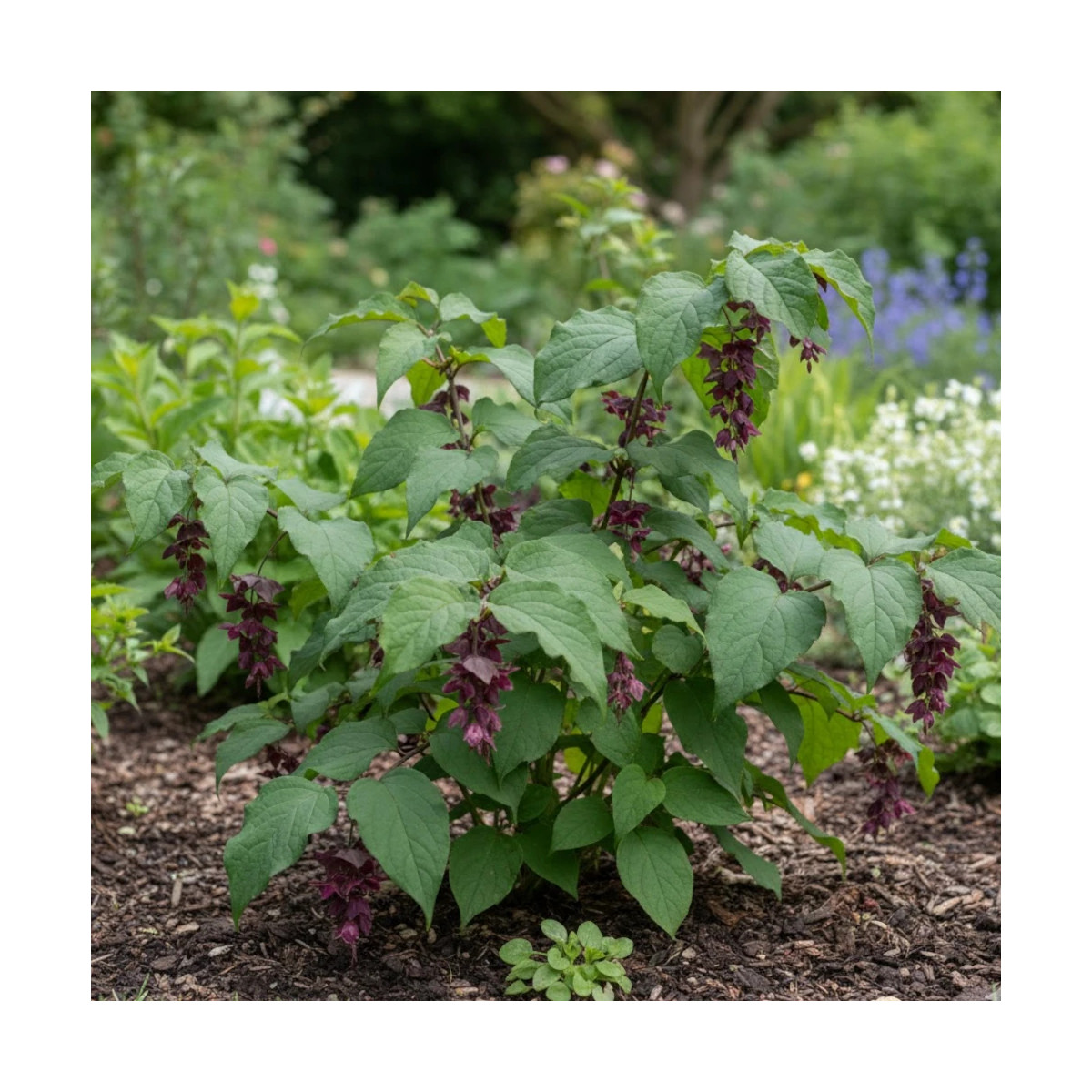 Arbre aux faisans Purple Rain, Leycesteria Arbre aux faisans Purple Rain, Leycesteria