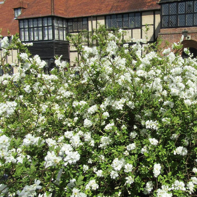 Arbre aux perles The Bride, Exochorda, Exochorde